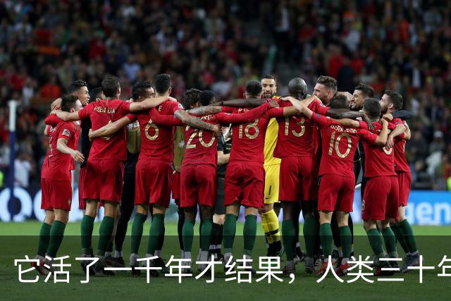 它活了一千年才结果，人类三十年砍光，消失的秘密至今无人能解